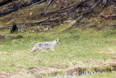 Coyote Yellowstone May 2025